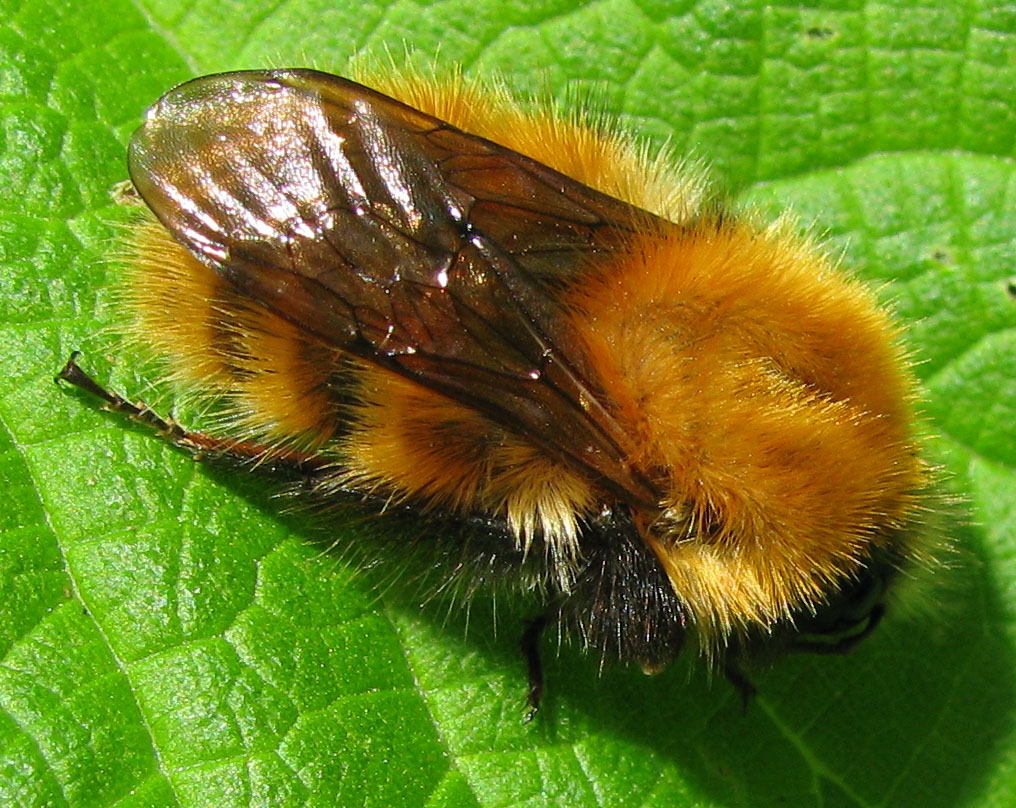 Bombus pascuorum  (Apidae)